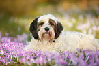 lying Tibetan Terrier
