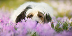 lying Tibetan Terrier