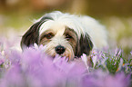 lying Tibetan Terrier