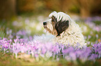 lying Tibetan Terrier
