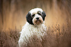 sitting Tibetan Terrier