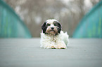 lying Tibetan Terrier