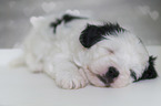 sleeping Tibetan Terrier puppy