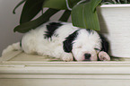 sleeping Tibetan Terrier puppy