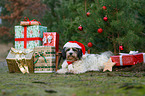 lying Tibetan Terrier