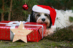 lying Tibetan Terrier