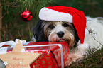 lying Tibetan Terrier