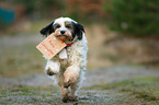 running Tibetan Terrier