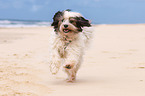 running Tibetan Terrier