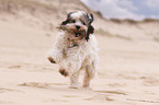 running Tibetan Terrier