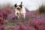 jumping Tibetan Terrier
