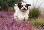 running Tibetan Terrier