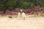 Tibetan Terrier