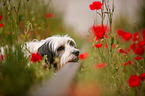 lying Tibetan Terrier