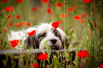 lying Tibetan Terrier