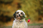 Tibetan Terrier Portrait