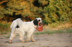 Tibetan Terrier shows trick