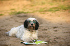 lying Tibetan Terrier
