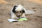 lying Tibetan Terrier