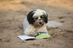 lying Tibetan Terrier