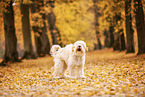 Tibetan Terrier in autumn foliage