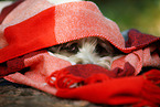 Tibetan Terrier with blanket