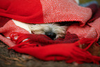 Tibetan Terrier with blanket