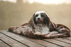 Tibetan Terrier with blanket