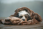 Tibetan Terrier with blanket