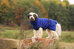 Tibetan Terrier with bathrobe