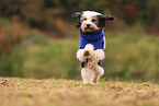 Tibetan Terrier with bathrobe