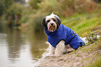Tibetan Terrier with bathrobe