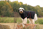 Tibetan Terrier with bathrobe