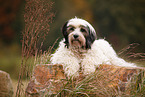 lying Tibetan Terrier