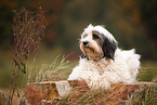lying Tibetan Terrier
