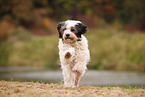 running Tibetan Terrier