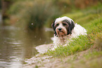 lying Tibetan Terrier