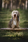 female Tibetan Terrier