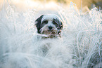 Tibetan Terrier in winter