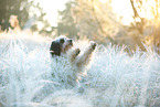 Tibetan Terrier in winter