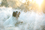 Tibetan Terrier in winter