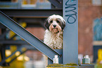 black-white Tibetan Terrier