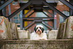 black-white Tibetan Terrier