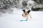 Tibetan Terrier in winter