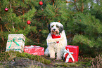 Tibetan Terrier with christmas decoration