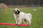 Tibetan Terrier at fitness
