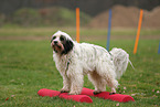 Tibetan Terrier at fitness