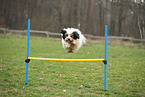 Tibetan Terrier at fitness