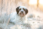 Tibetan Terrier in the meadow