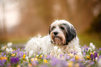 Tibetan Terrier in spring